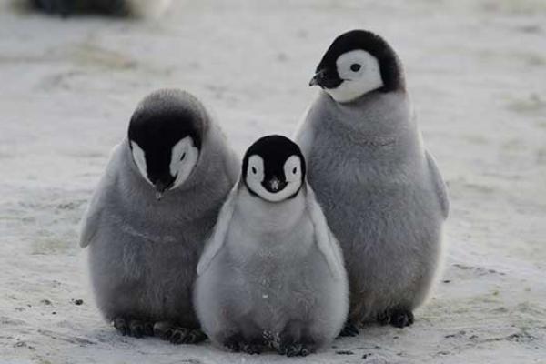 Penguins