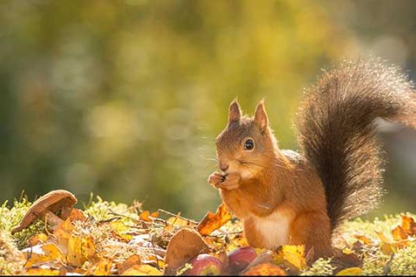 Squirrel Appreciation Day