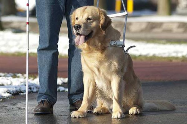 Seeing Eye Dog Day