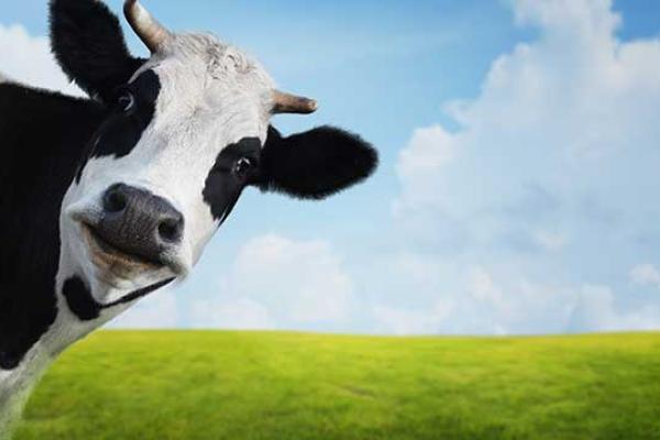 Cow Appreciation Day