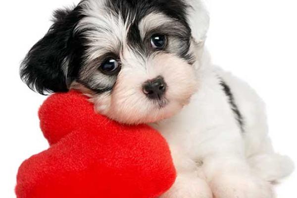 No Pet Store Puppies Day