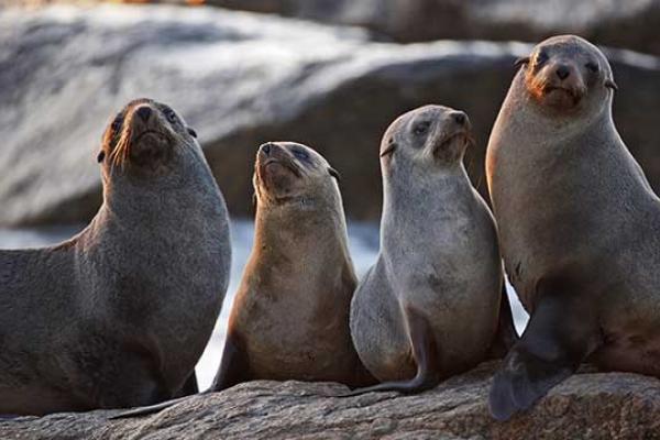 Day of Action for the Seals