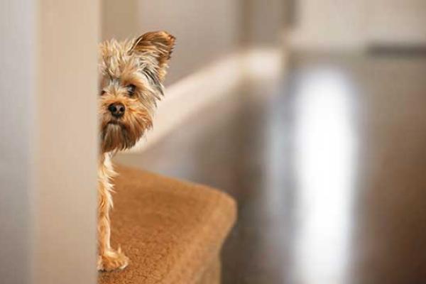 National Animal Disaster Preparedness Day