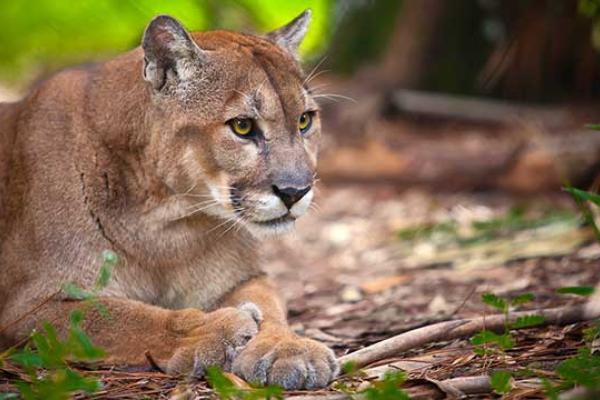 Endangered Species Day