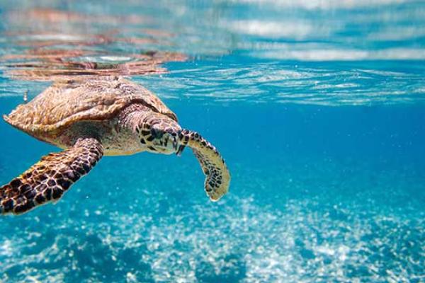 Sea Turtle