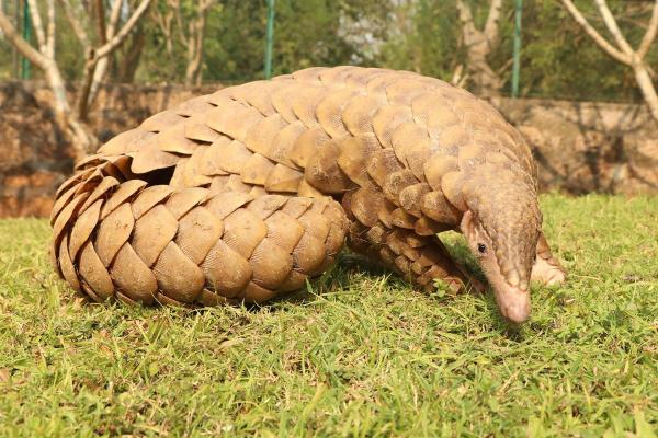 World Pangolin Day