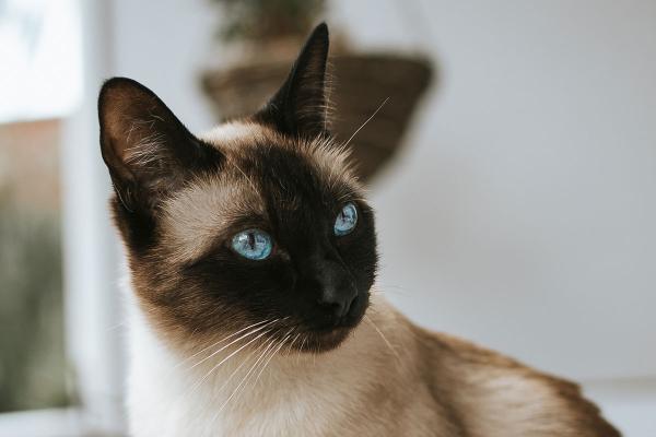 Siamese Cat Day