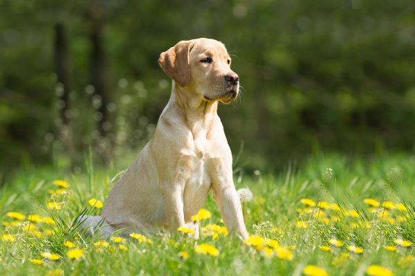 Lost Dog Awareness Day