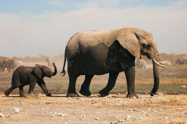 Save the Elephant Day