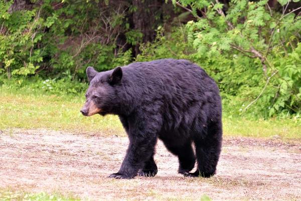 Black Bear Day
