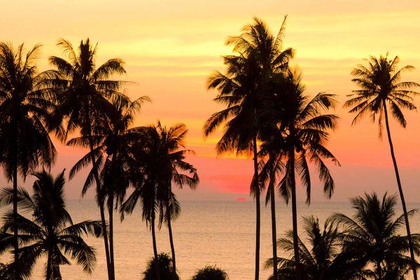 International Day of the Tropics