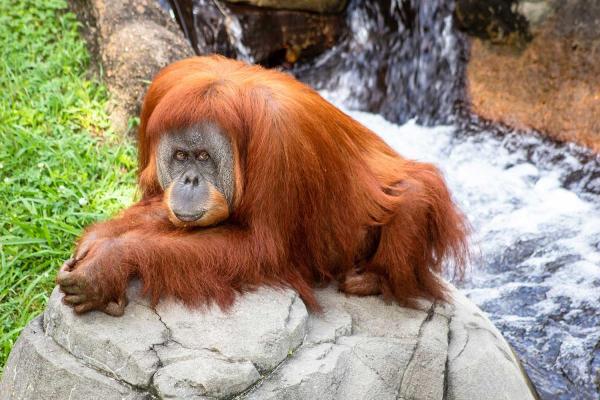 World Orangutan Day