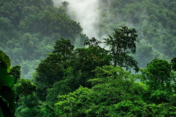 World Rainforest Day