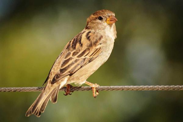 World Sparrow Day