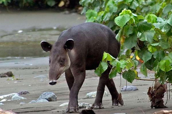 World Tapir Day