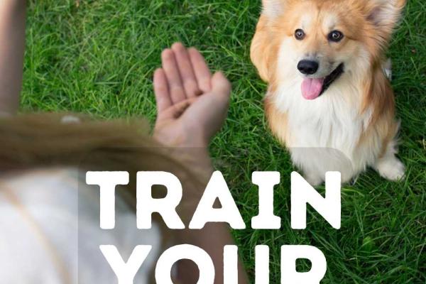 Train Your Dog Month