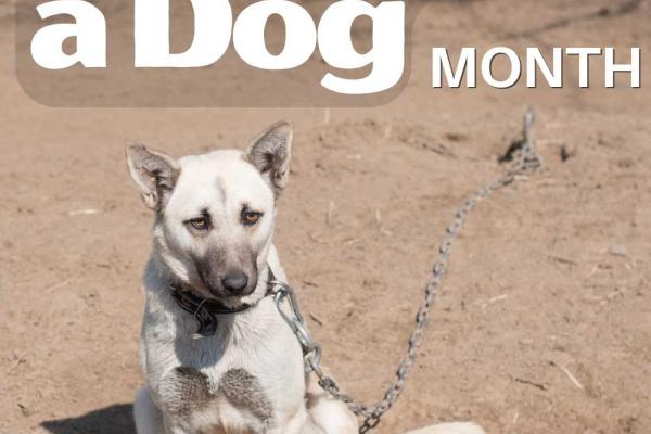 Unchain a Dog Month