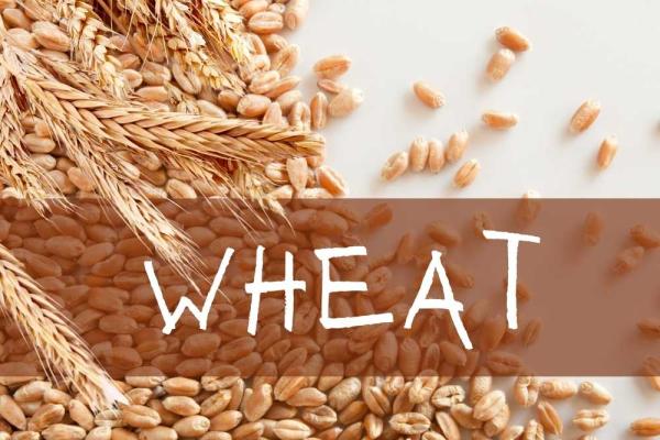 Wheat Month