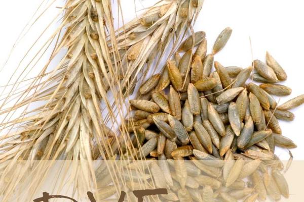 Rye and Triticale Month