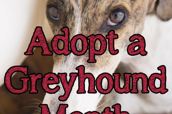 April is Adopt a Greyhound Month!