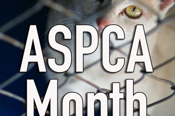 April is Arab American Heritage Month!