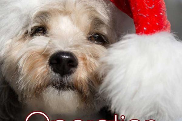 Operation Santa Paws