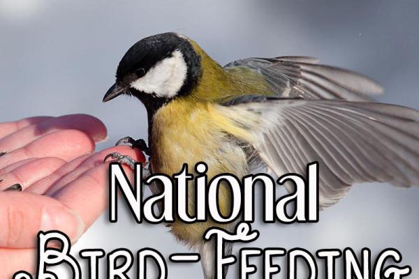 February is National Bird-Feeding Month