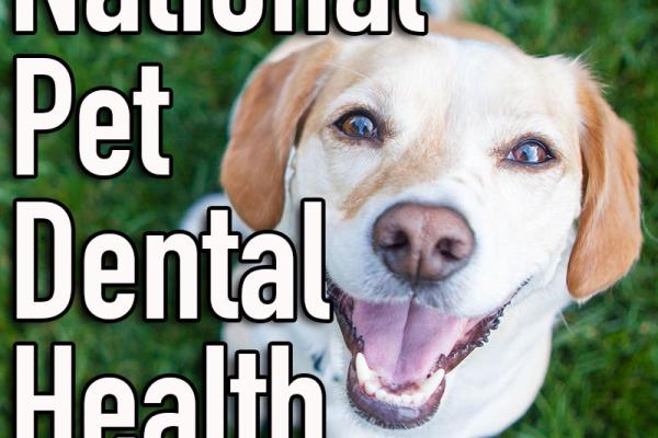 February is National Pet Dental Health Month