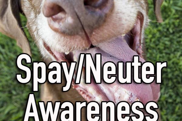 February is Spay/Neuter Awareness Month