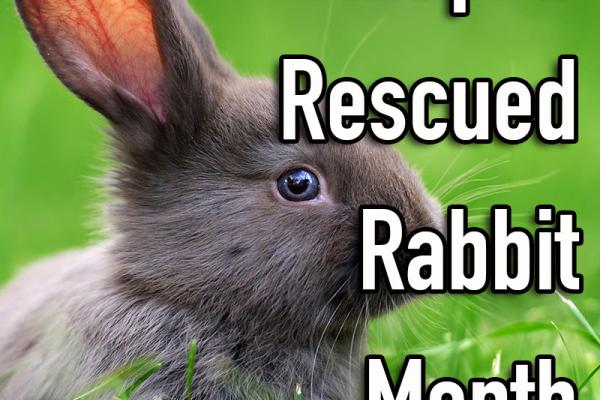 February is Adopt a Rescued Rabbit Month