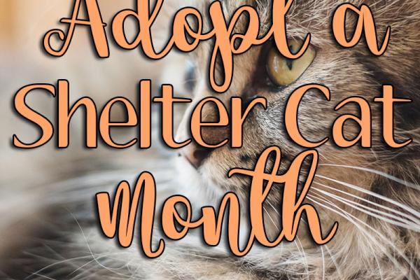 June is Adopt a Shelter Cat Month