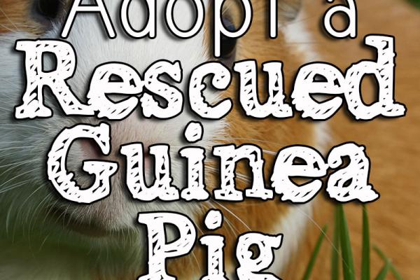 March is Adopt a Rescued Guinea Pig Month