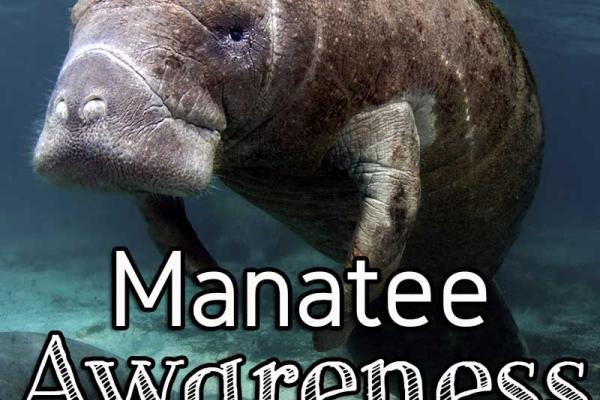 November is Manatee Awareness Month