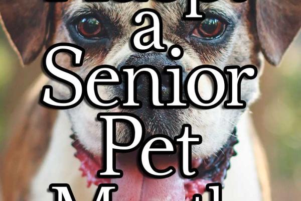 November is Adopt a Senior Pet Month