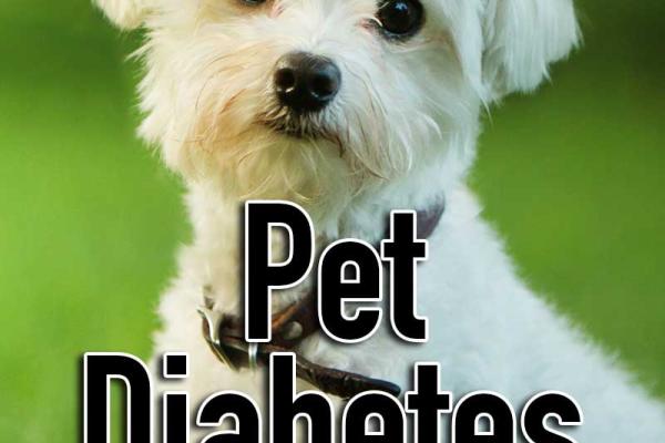 November is Pet Diabetes Month