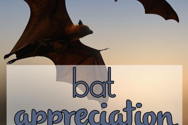 October is Bat Appreciation Month