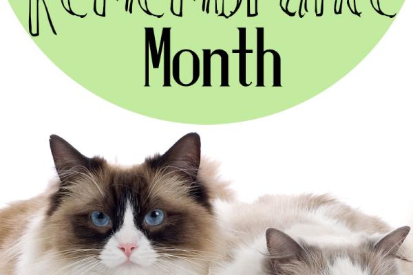 September is World Animal Remembrance Month