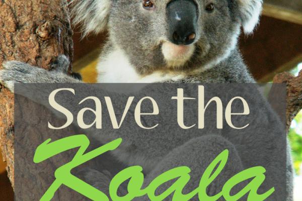September is Save the Koala Month!