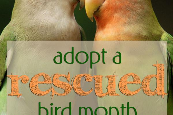 Open configuration options Adopt a Rescued Bird Month Open Primary tabs configuration options Primary tabs