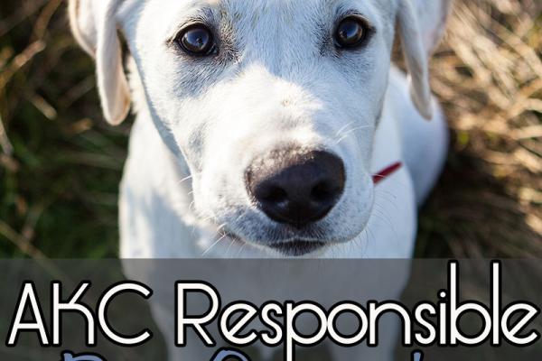 September is AKC Responsible Dog Ownership Month!
