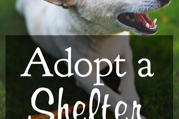 Adopt a Shelter Dog Month