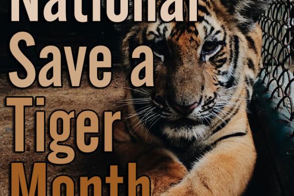 September is National Save a Tiger Month!