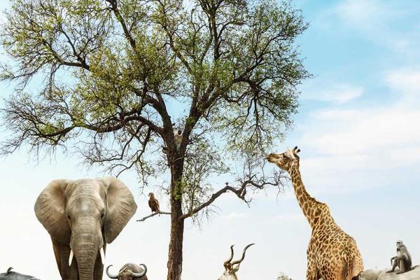 Wildlife Appreciation Month