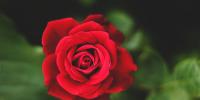 Red Rose Day