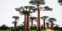 Baobab Tree Day