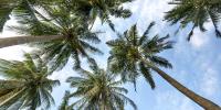 Palm Tree Day