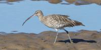 Curlew Day