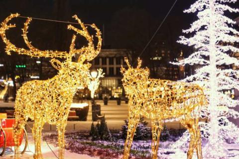 State by State Stunning Holiday Zoo Light Displays