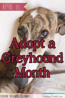 April is Adopt a Greyhound Month!