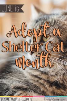 June is Adopt a Shelter Cat Month